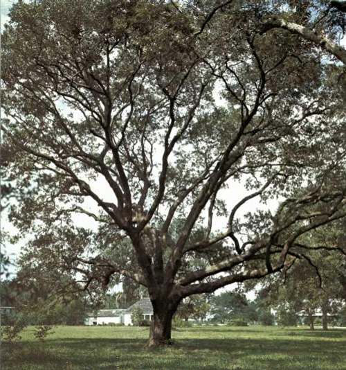 Peach Point Oaks-1969